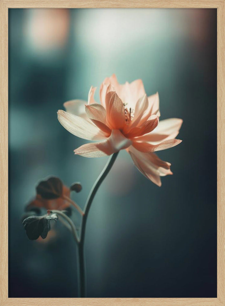 Bloemblaadjessereniteit | Poster