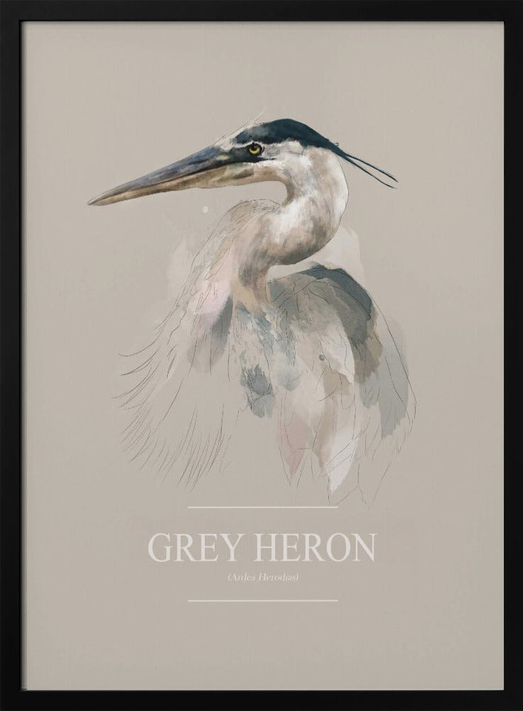 Blauwe reiger | Poster
