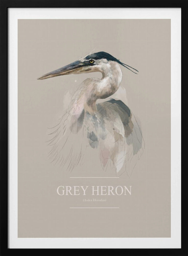 Blauwe reiger | Poster