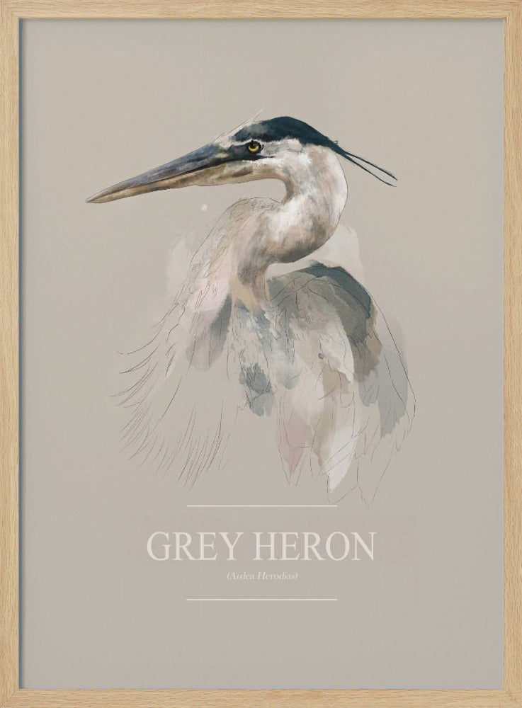 Blauwe reiger | Poster