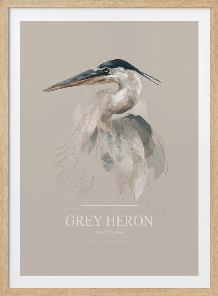 Blauwe reiger | Poster