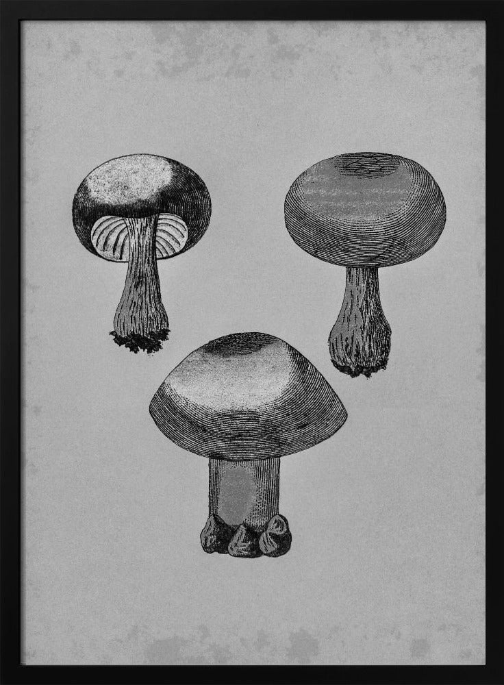Violette webcap-paddestoel | Poster