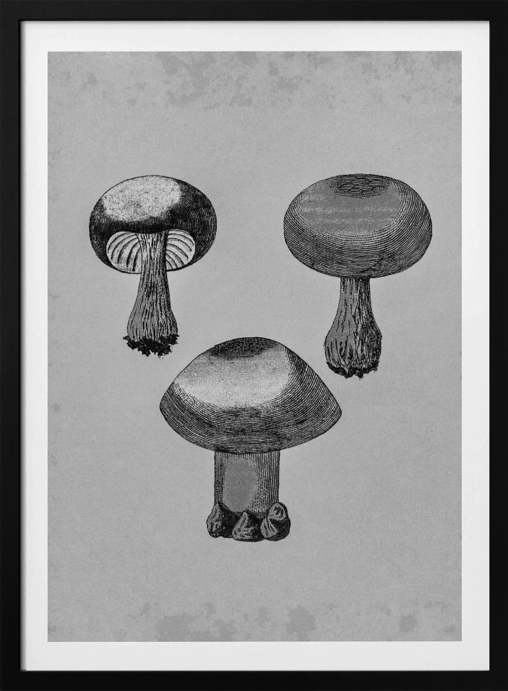 Violette webcap-paddestoel | Poster