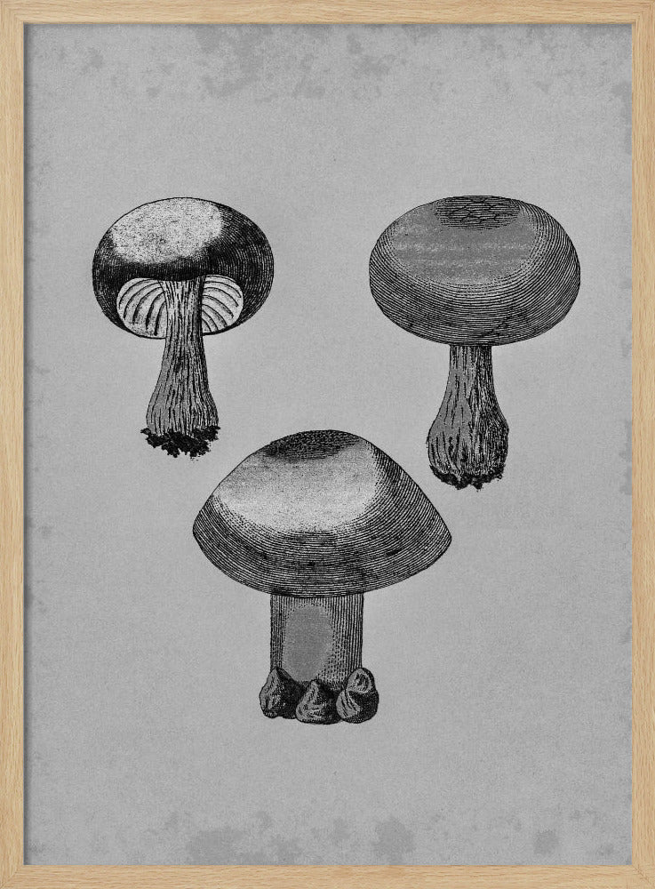 Violette webcap-paddestoel | Poster