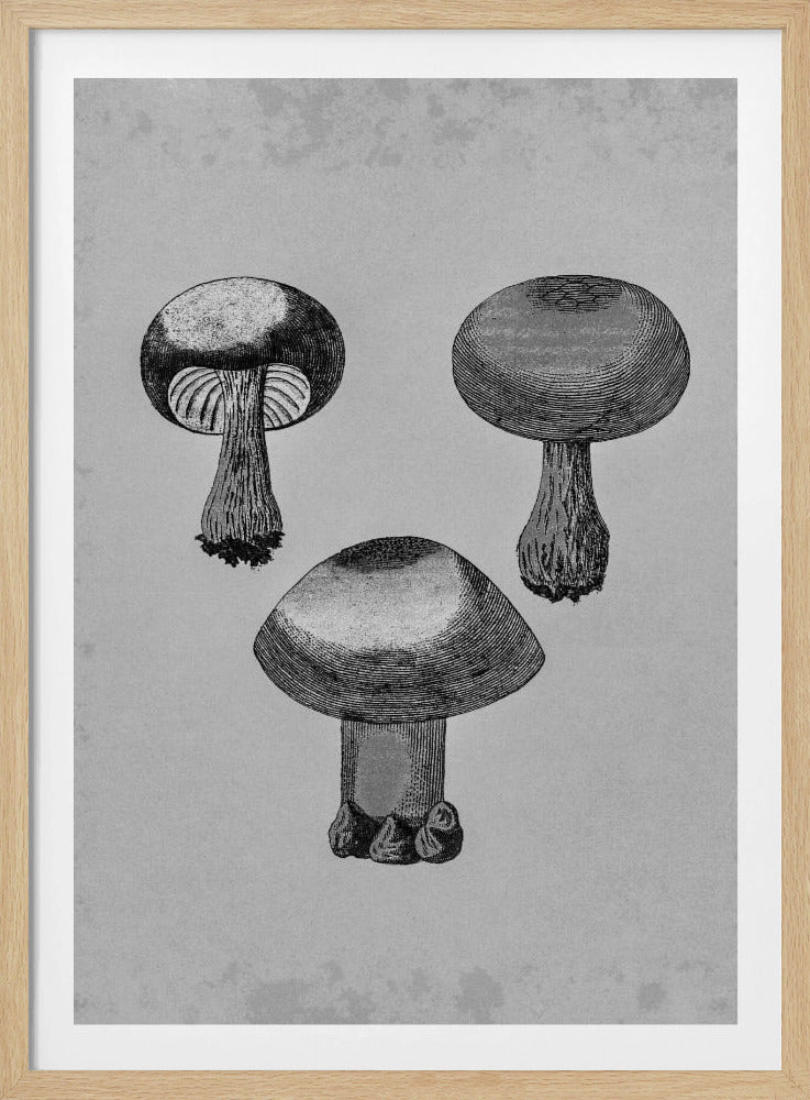 Violette webcap-paddestoel | Poster