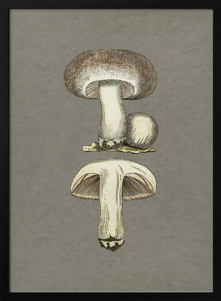 Paddenstoelen | Poster