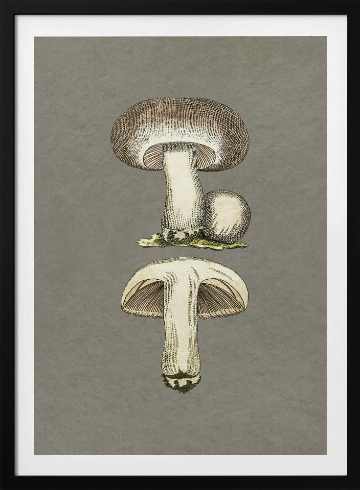 Paddenstoelen | Poster