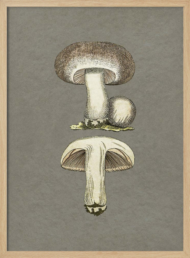 Paddenstoelen | Poster
