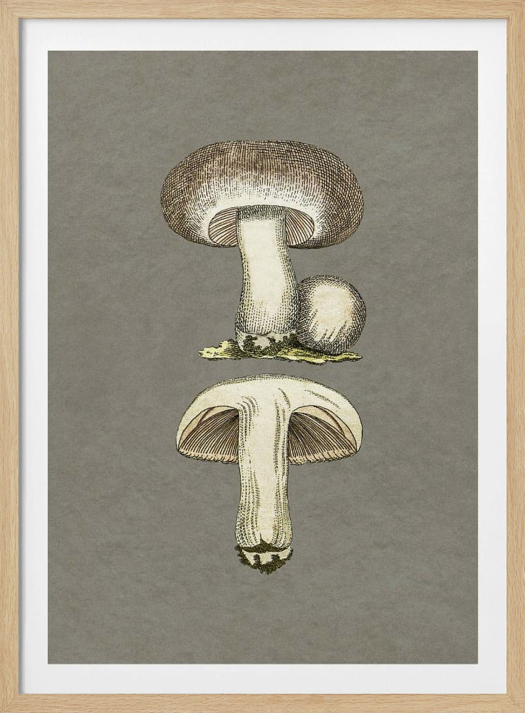 Paddenstoelen | Poster