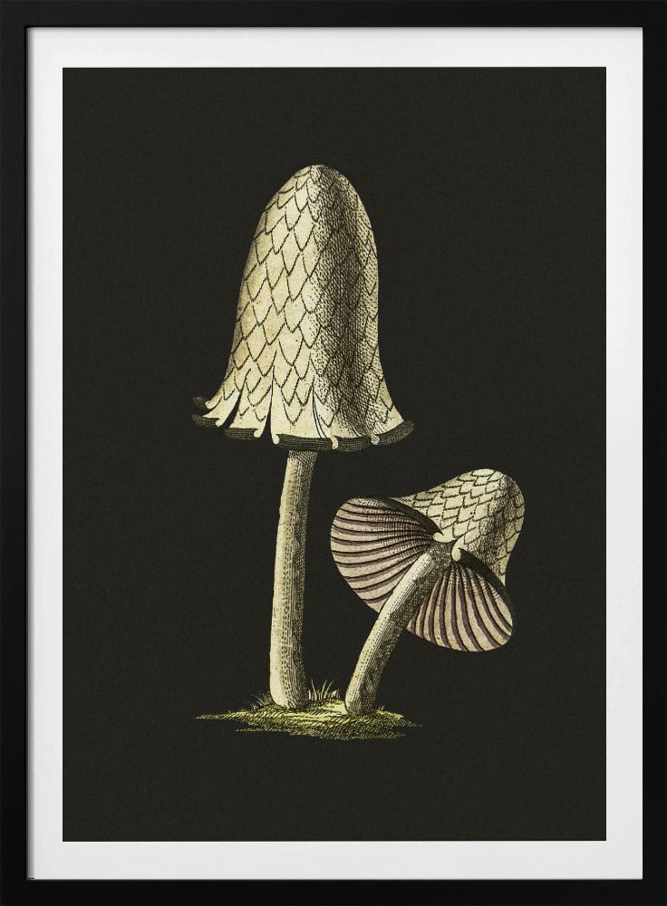 Vintage Inky Cap eetbare paddenstoel zwarte achtergrond | Poster