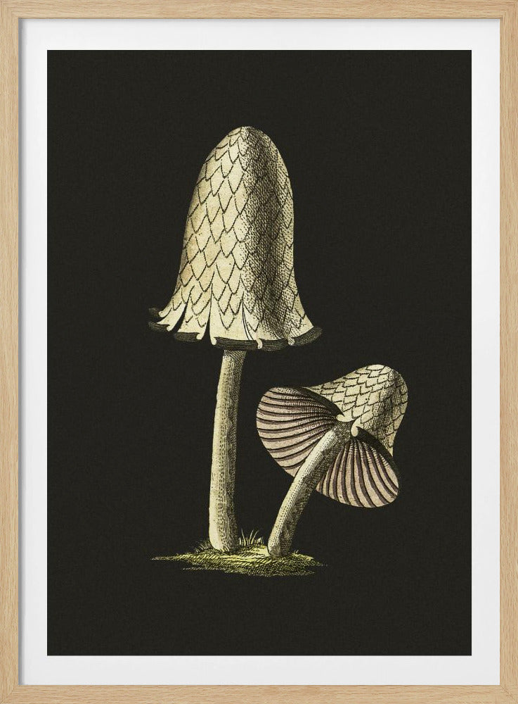 Vintage Inky Cap eetbare paddenstoel zwarte achtergrond | Poster