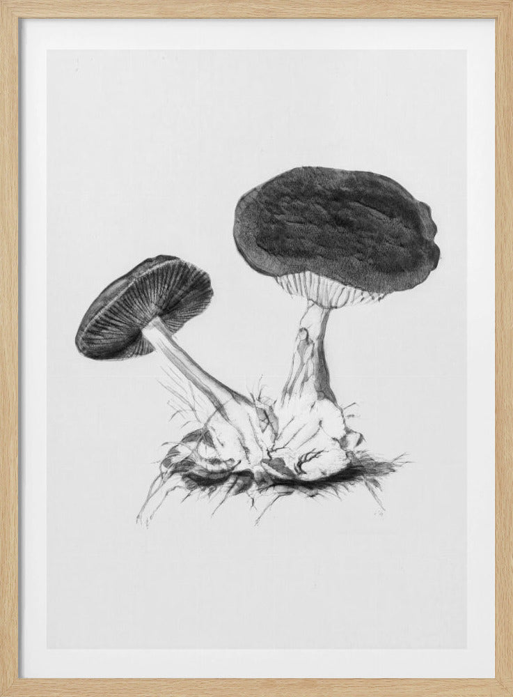 Vintage Violet Webcap Mushroom Helder Zwart | Poster
