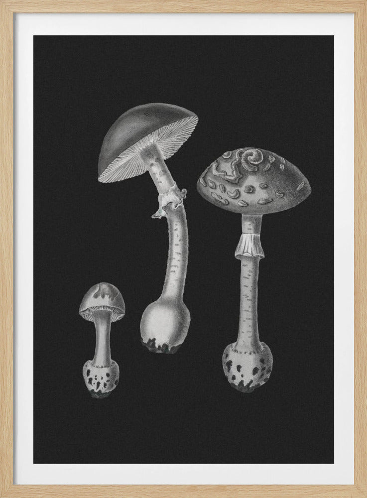 Amanita Muscaria Black Backgound BW | Poster