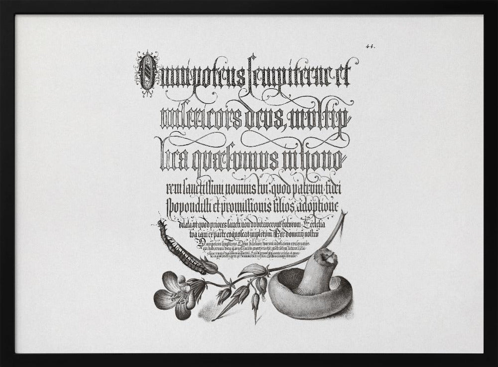 Duizendpoot, bosooievaarsbek en paddenstoel Bw horizontaal | Poster