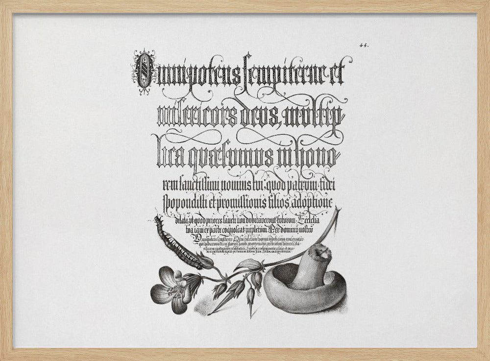 Duizendpoot, bosooievaarsbek en paddenstoel Bw horizontaal | Poster