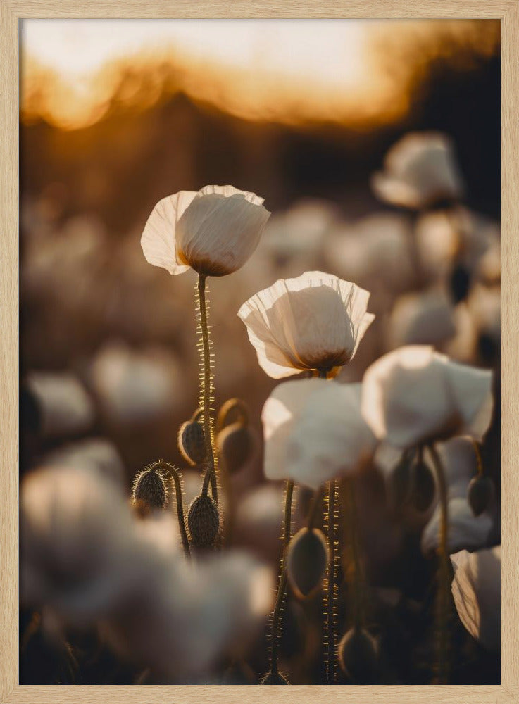 Gouden Bloeiende Dageraad | Poster