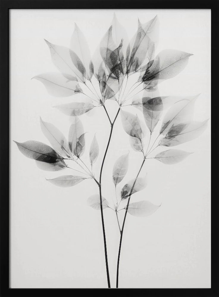 Transparante bladeren | Poster