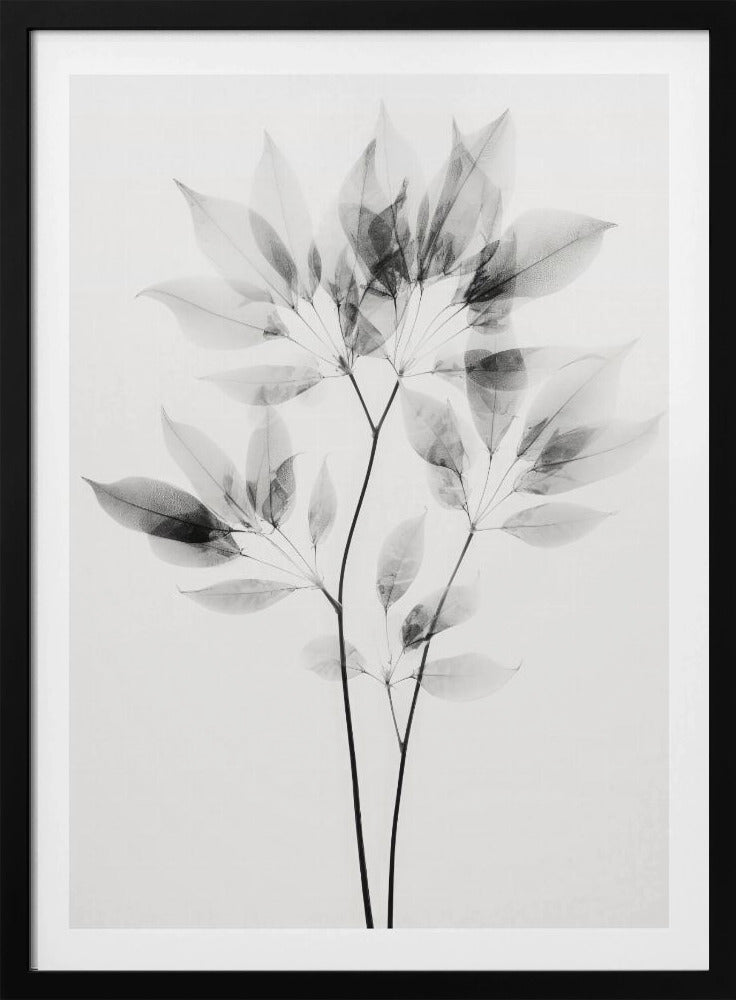 Transparante bladeren | Poster