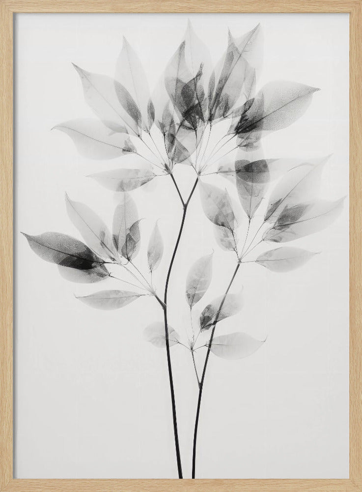 Transparante bladeren | Poster