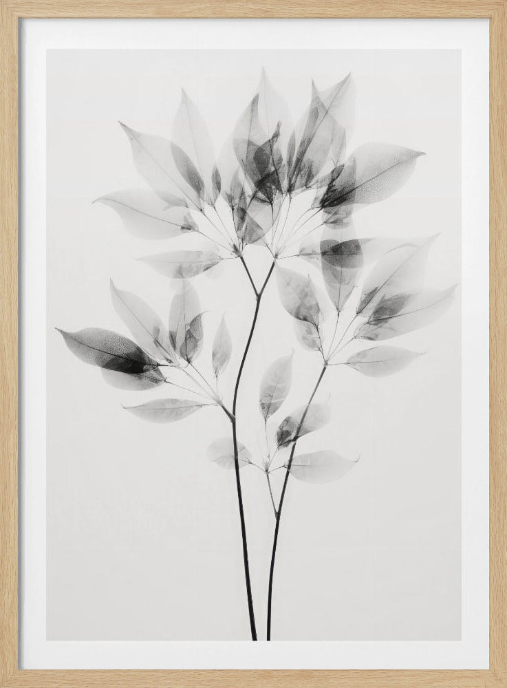 Transparante bladeren | Poster