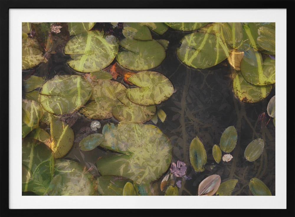 Vijverplanten | Poster