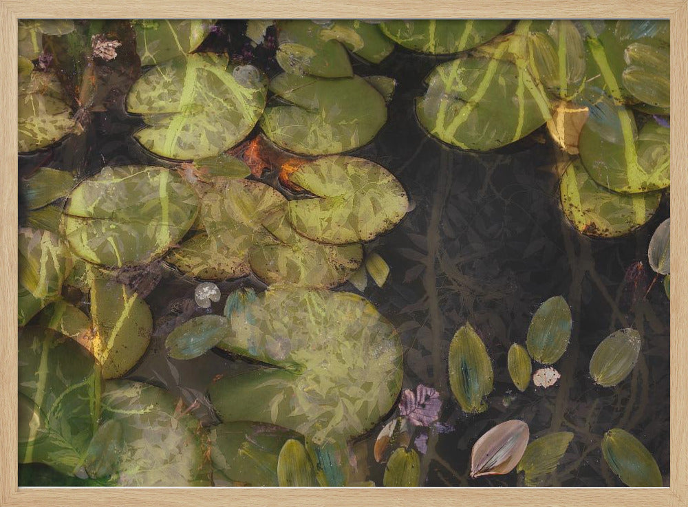Vijverplanten | Poster