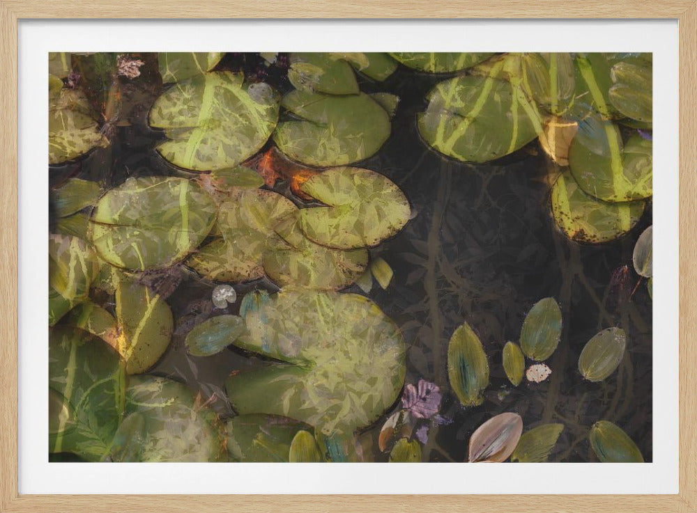 Vijverplanten | Poster
