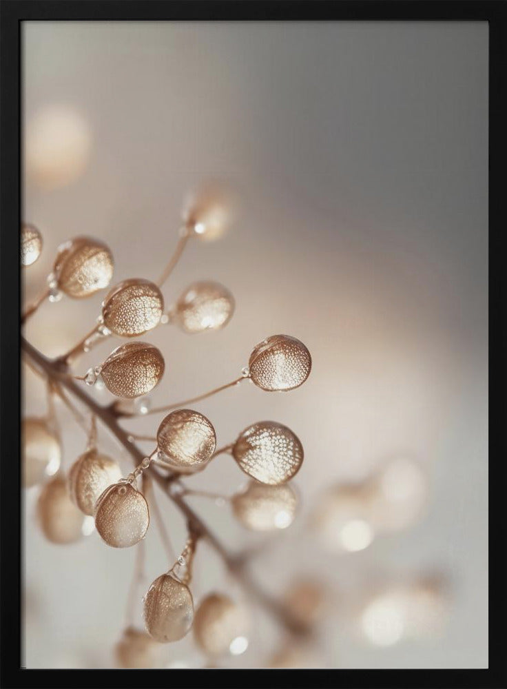 Gouden Dauwdruppels | Poster