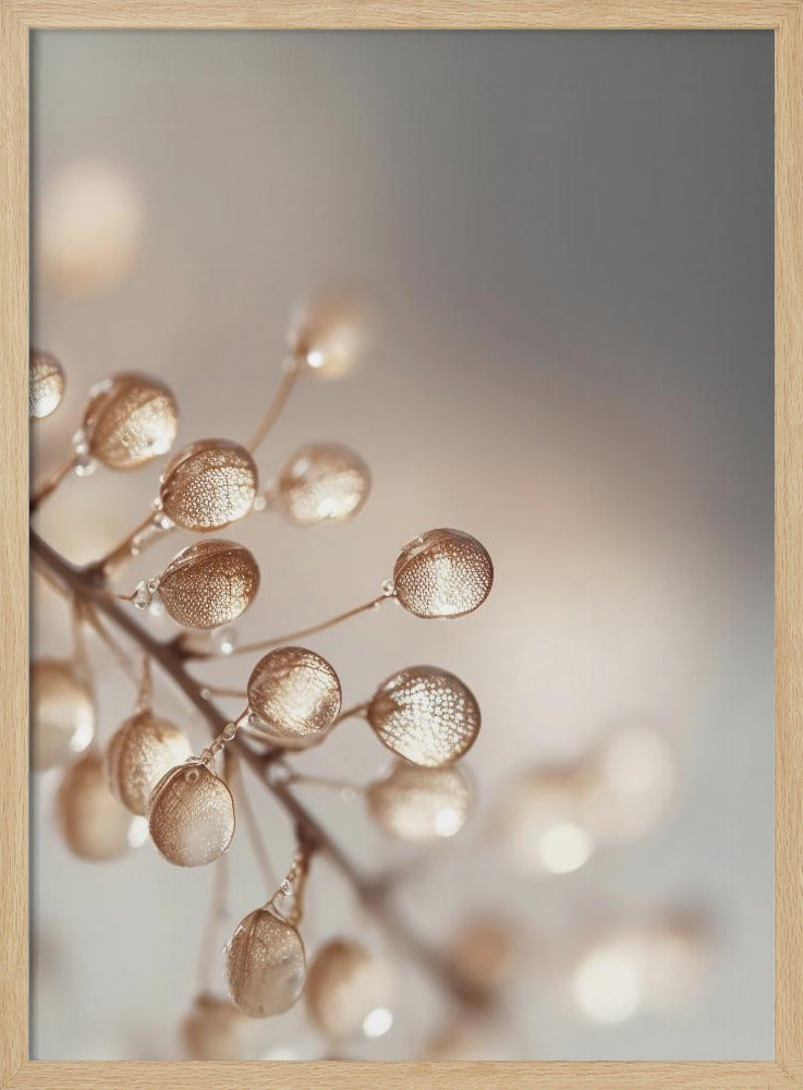 Gouden Dauwdruppels | Poster