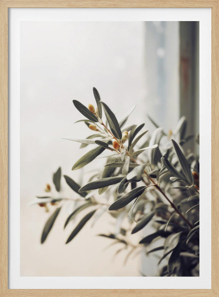 Olijftak Licht | Poster