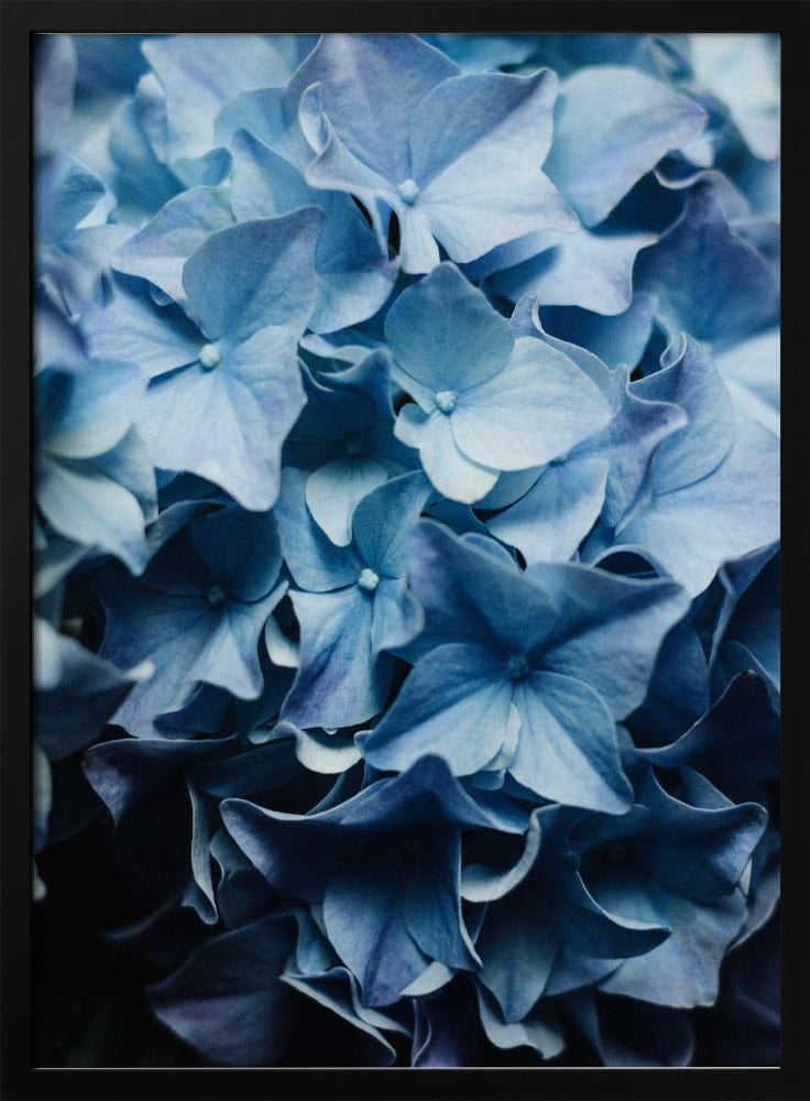 Vibrant Blue Hydrangeas | Poster
