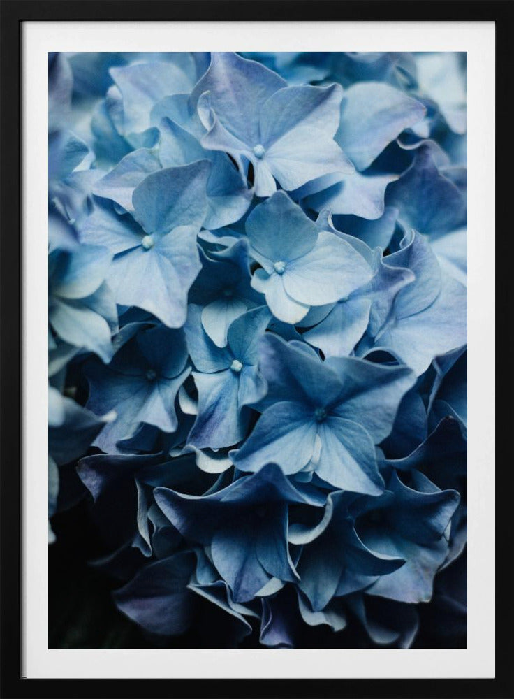 Vibrant Blue Hydrangeas | Poster