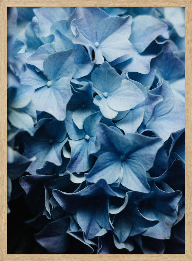 Vibrant Blue Hydrangeas | Poster