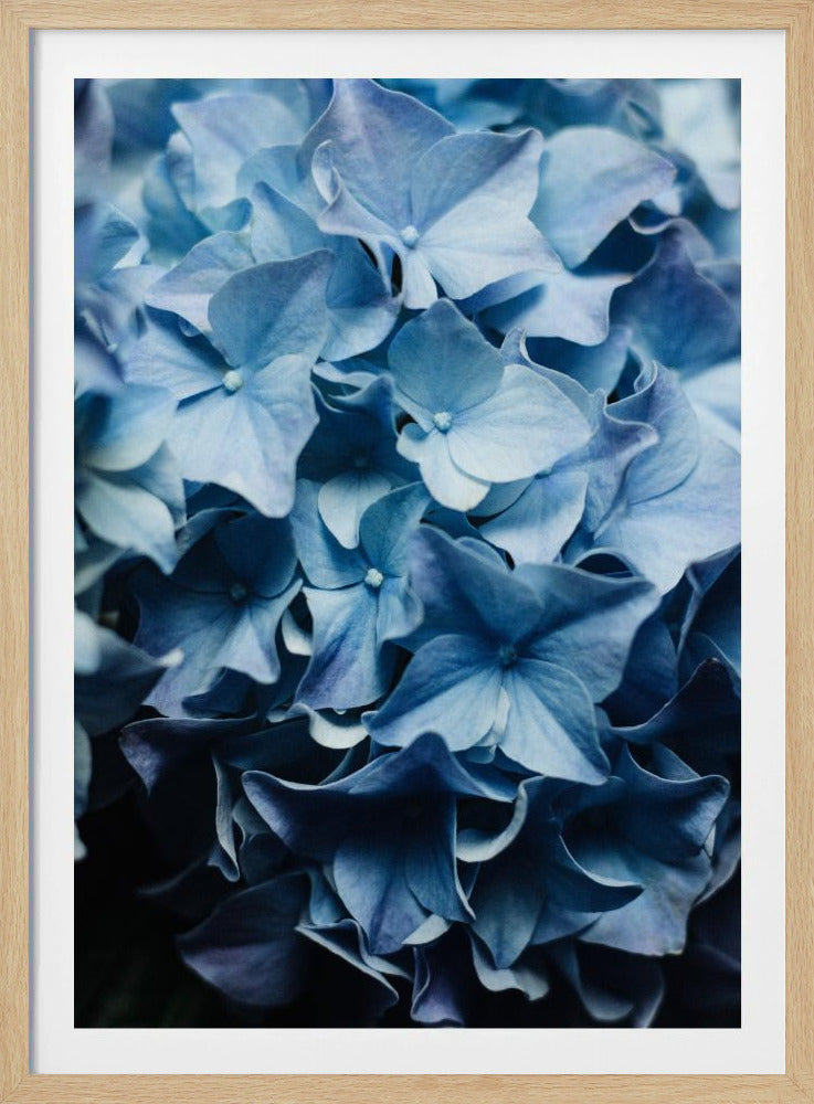 Vibrant Blue Hydrangeas | Poster