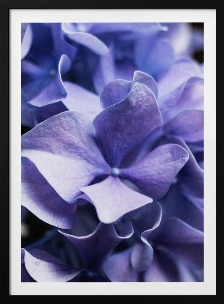 Delicate paarse hortensiablaadjes | Poster