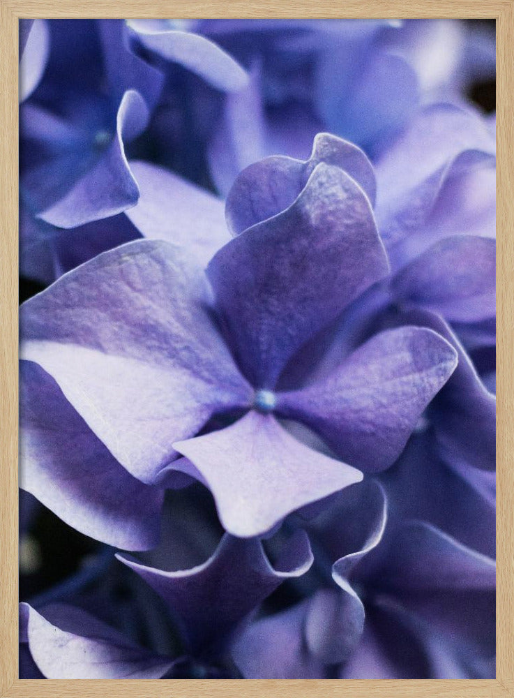 Delicate paarse hortensiablaadjes | Poster