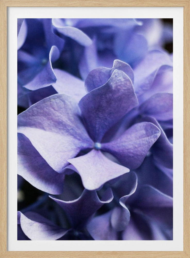 Delicate paarse hortensiablaadjes | Poster