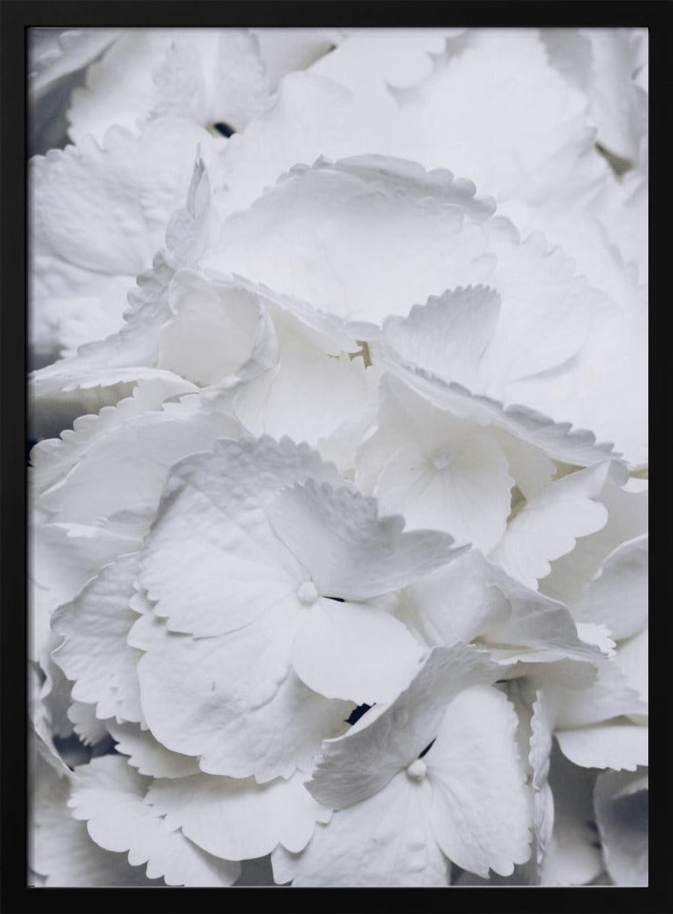 Delicate witte hortensiablaadjes | Poster