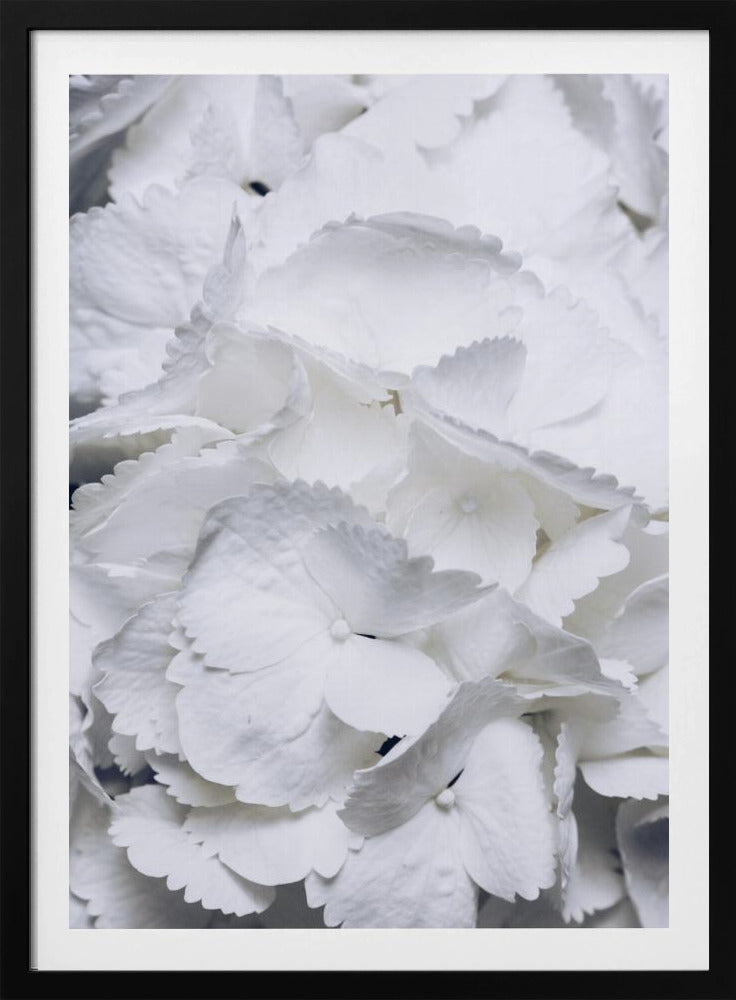 Delicate witte hortensiablaadjes | Poster
