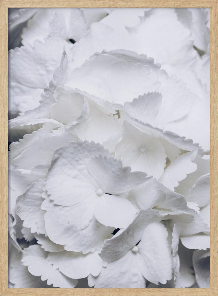 Delicate witte hortensiablaadjes | Poster