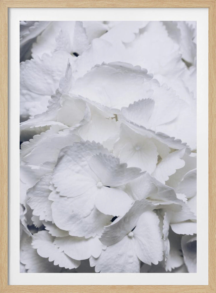 Delicate witte hortensiablaadjes | Poster