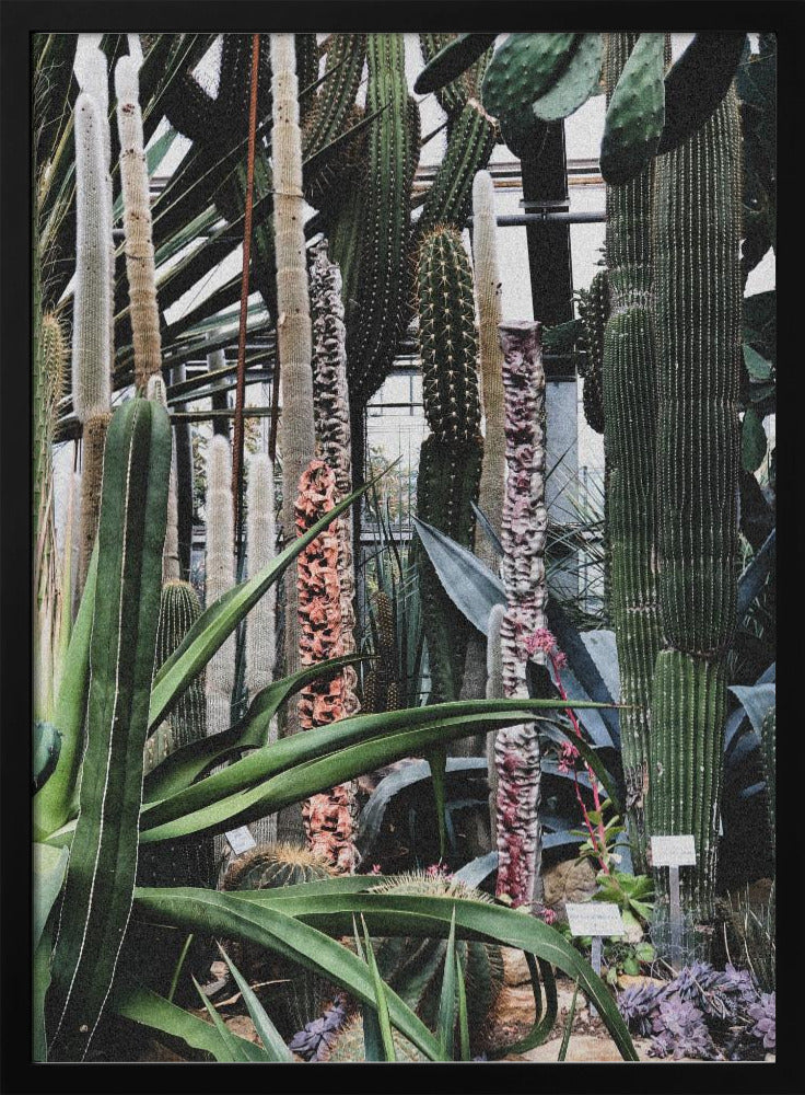 Cactusreservaat | Poster