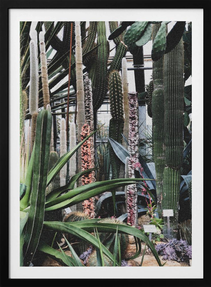 Cactusreservaat | Poster