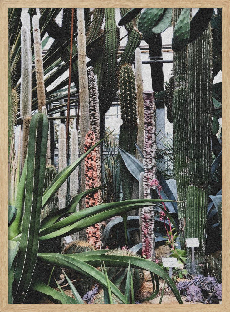 Cactusreservaat | Poster