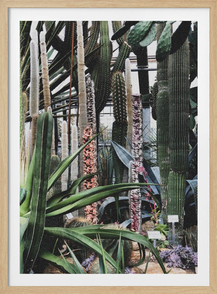 Cactusreservaat | Poster