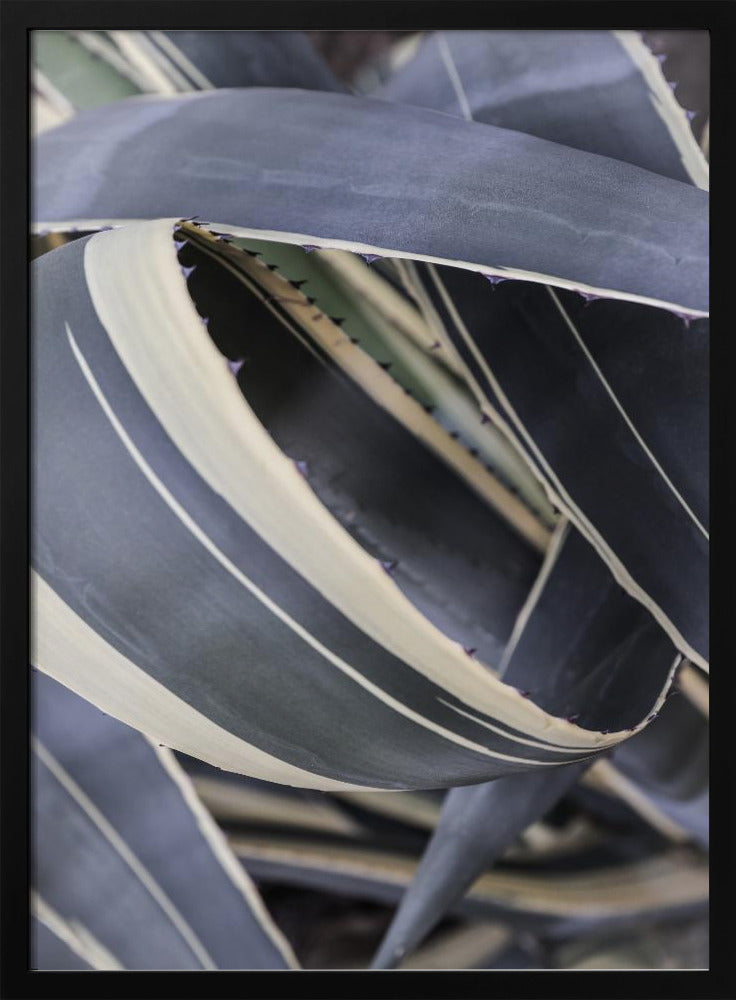 Agavekransen | Poster