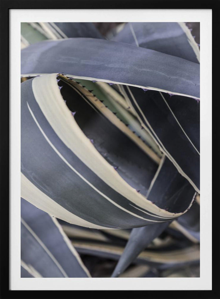 Agavekransen | Poster