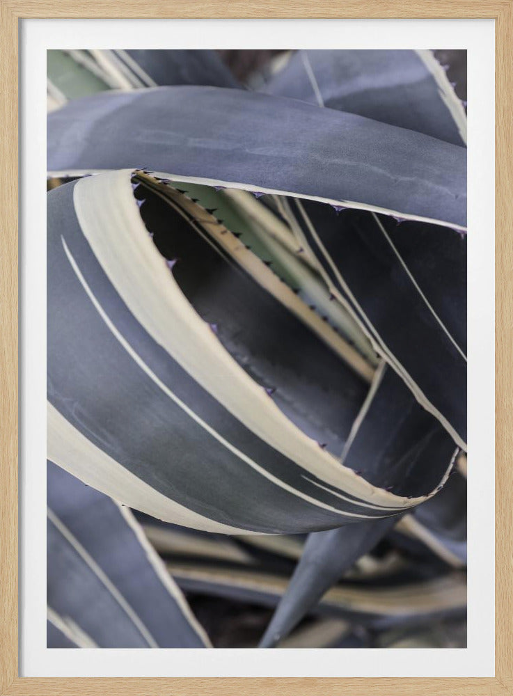 Agavekransen | Poster