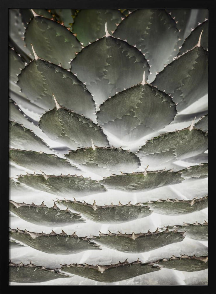 Spiral Succulent | Poster