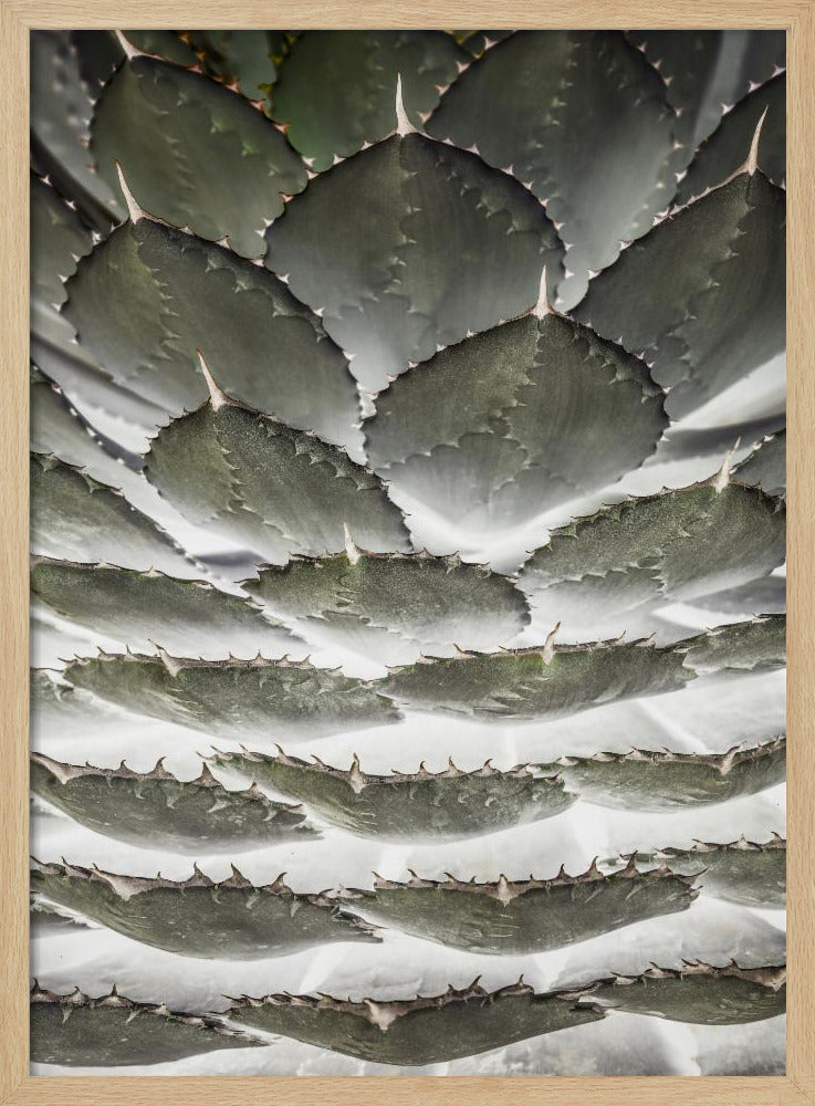 Spiral Succulent | Poster
